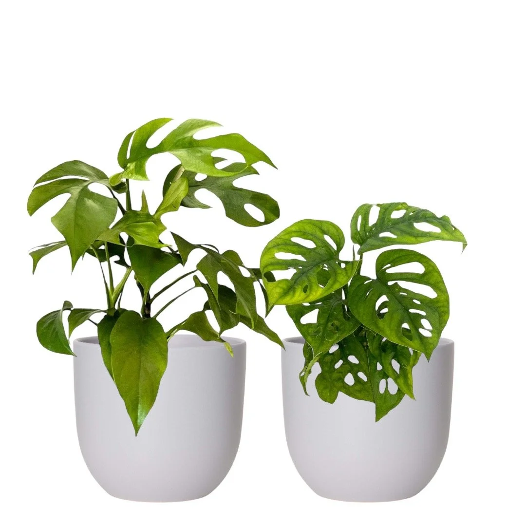The+Funky+Leaves+Duo+Grey+Egg.JPG